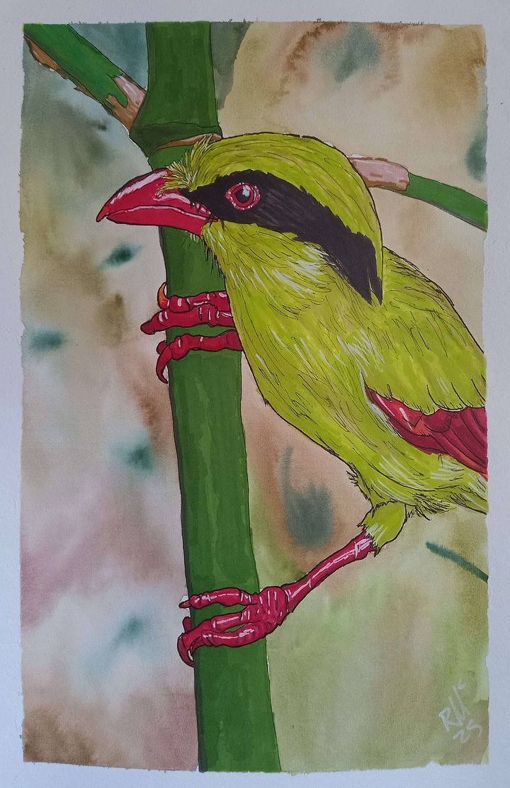 Original Art Series: Corvids [02] Indochinese Green-Magpie product image (1)
