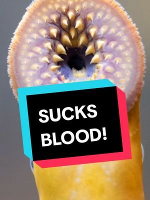 This Fish is a Real Life Vampire... #lamprey #fishing #nature #fishingvideos 