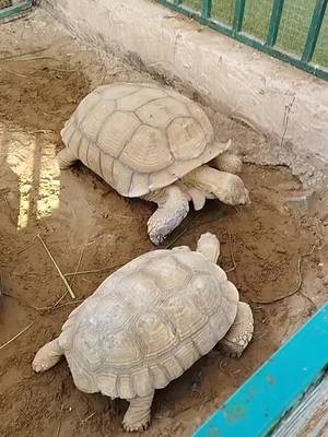 One of the best days we had was at the Pygmy Zoo in Ajman/Sharjah. Too bad it closed down. #throwback #pygmyzooajman😍 #zoo #discoveruae #holisticwellness 