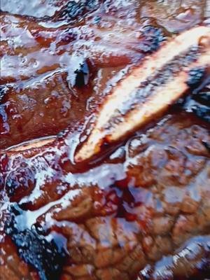 #beef #shortribs #fyp #chef #cook #kitchen #bbq #grill #fancy #tenkaronin #xeroelements #xer8 #food #hungry #tasty #mine #gimmedat #plate #chefhomeboyardee #dadchef #retrodad #immortalnoob 