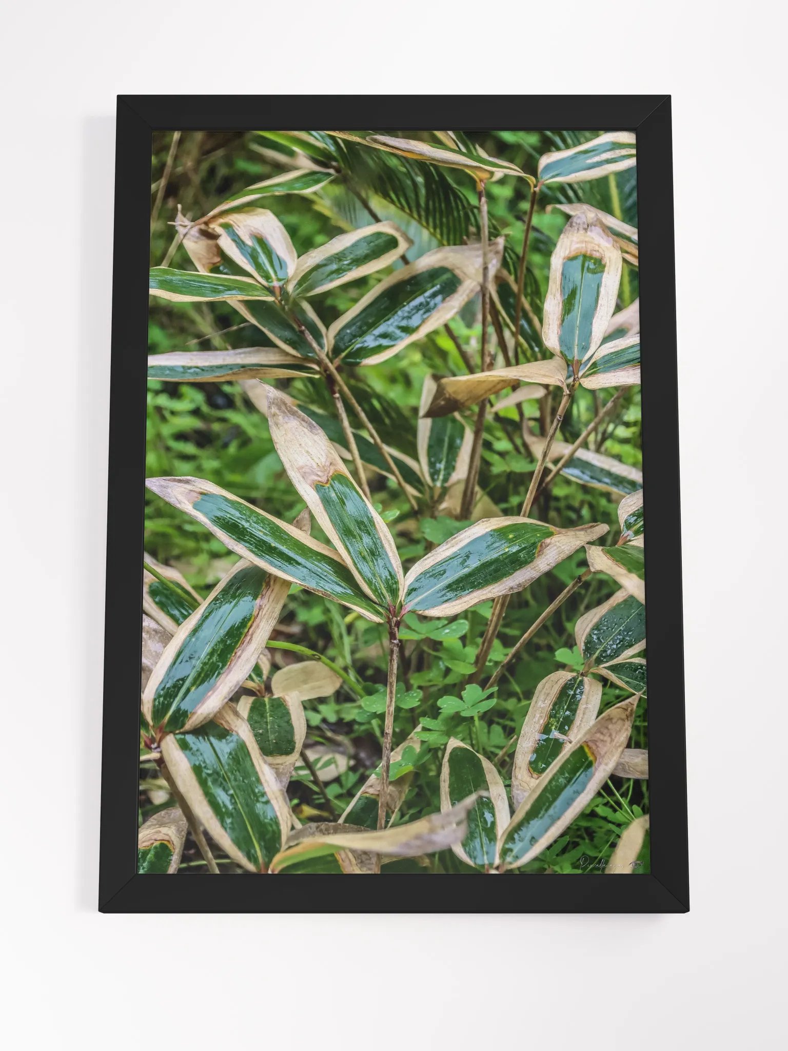 🍃 Print Fine Art – Wrinkled Kimono of the Bamboo Samurai 🎴✨ product image (7)