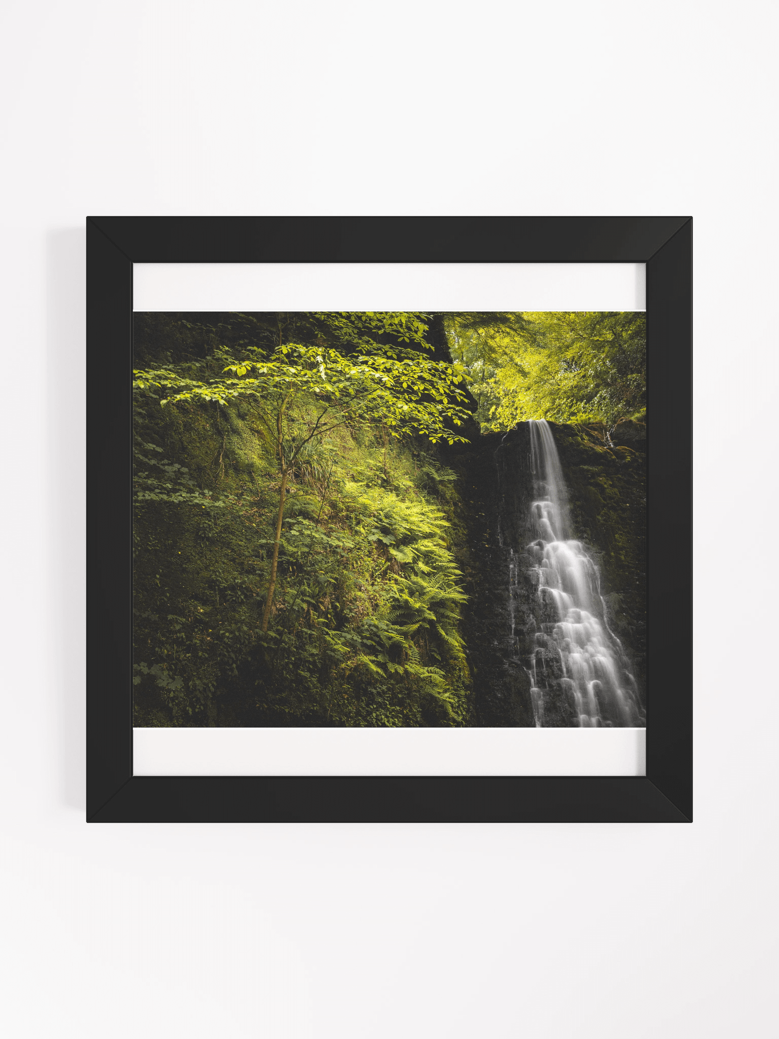 Falling Foss Sapling product image (3)