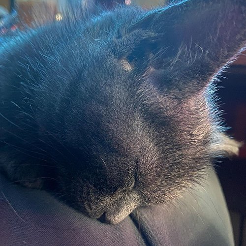Everyone, meet Minerva! 🖤 our newest addition to the Elwood clan! Brace yourselves for a cuteness overload for the next coupl...