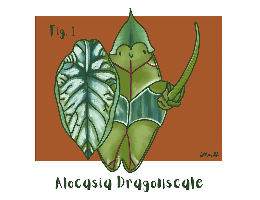 Alocasia Knight Print product image (1)