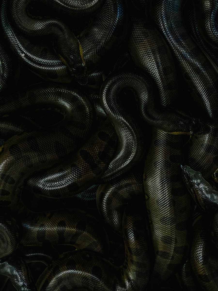 Baby Green Anacondas product image (1)