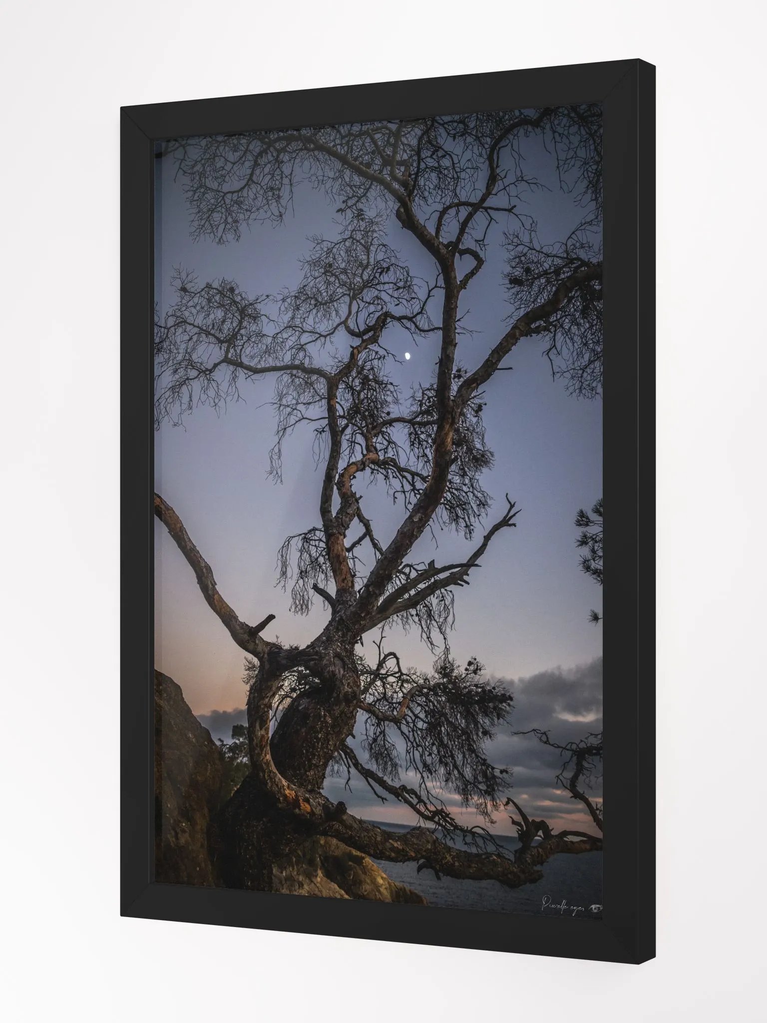 Print Fine Art - The Pine in Moonlight, Pointe du Layet, Lavandou, Var product image (4)
