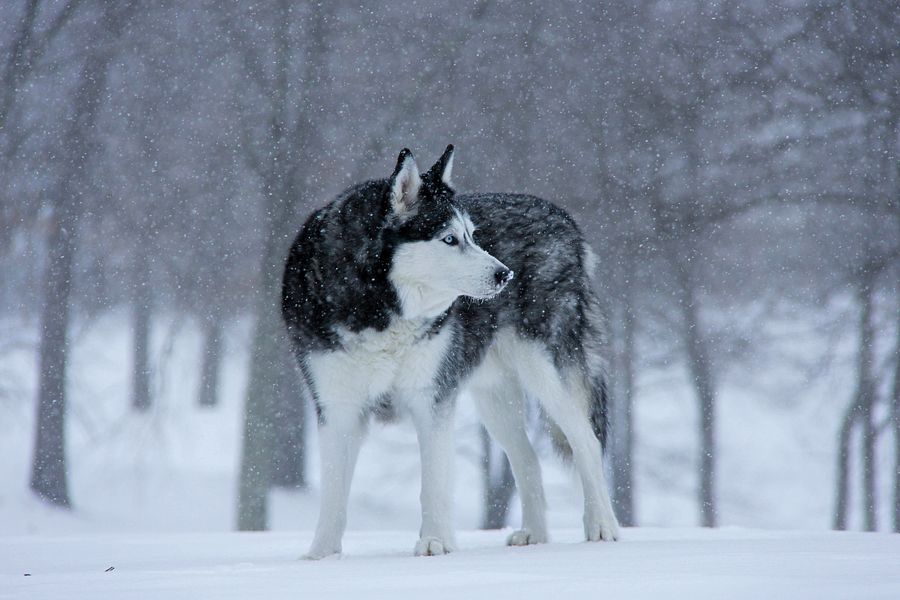 Blue Eye Siberian Husky in the Snow product image (6)