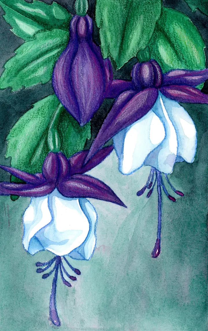 Fuchsia 7x5in Print product image (1)