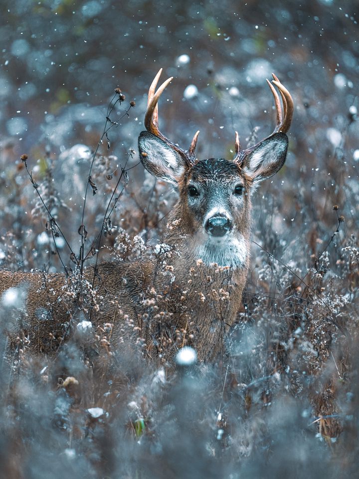 Snow Buck product image (1)