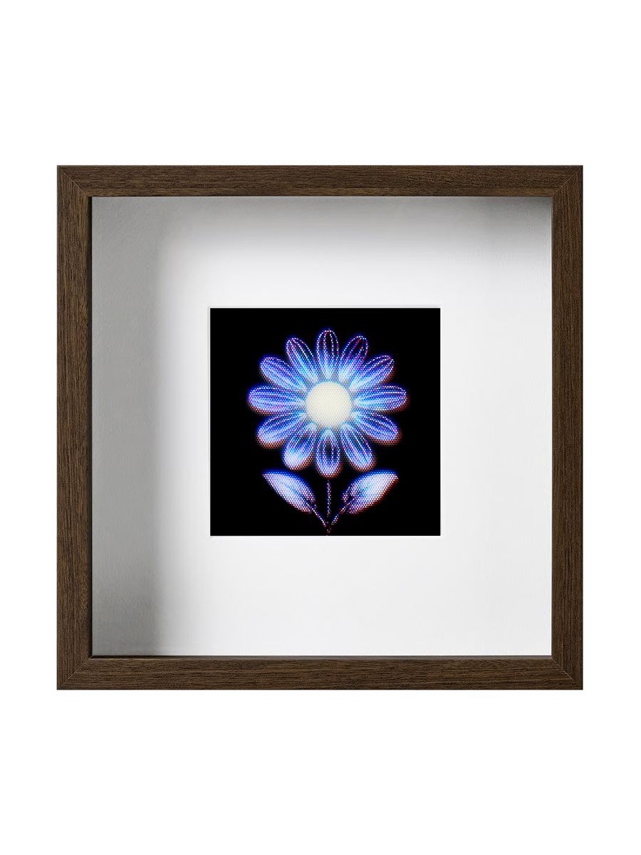 Signal Daisy – Framed Edition of 10 product image (1)