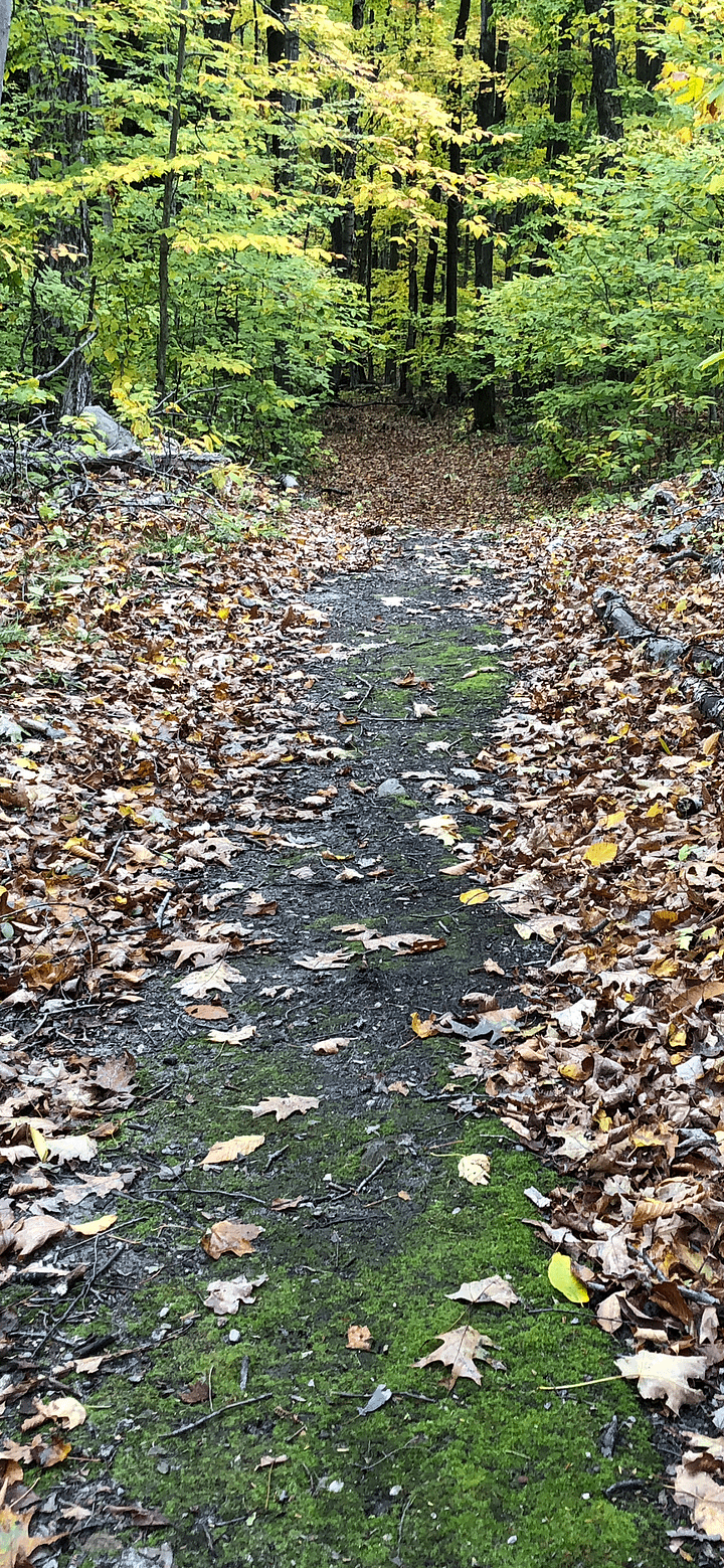 Fall Trail with Leaves Phone Background product image (1)