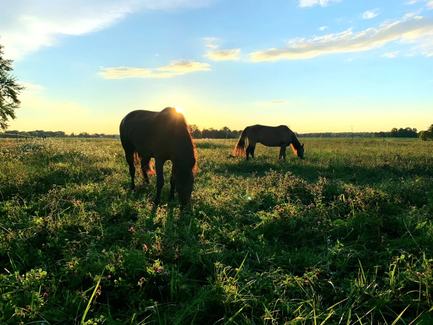 Green pastures ☀️
#horse #horses #farm #cowboy #travelphotography