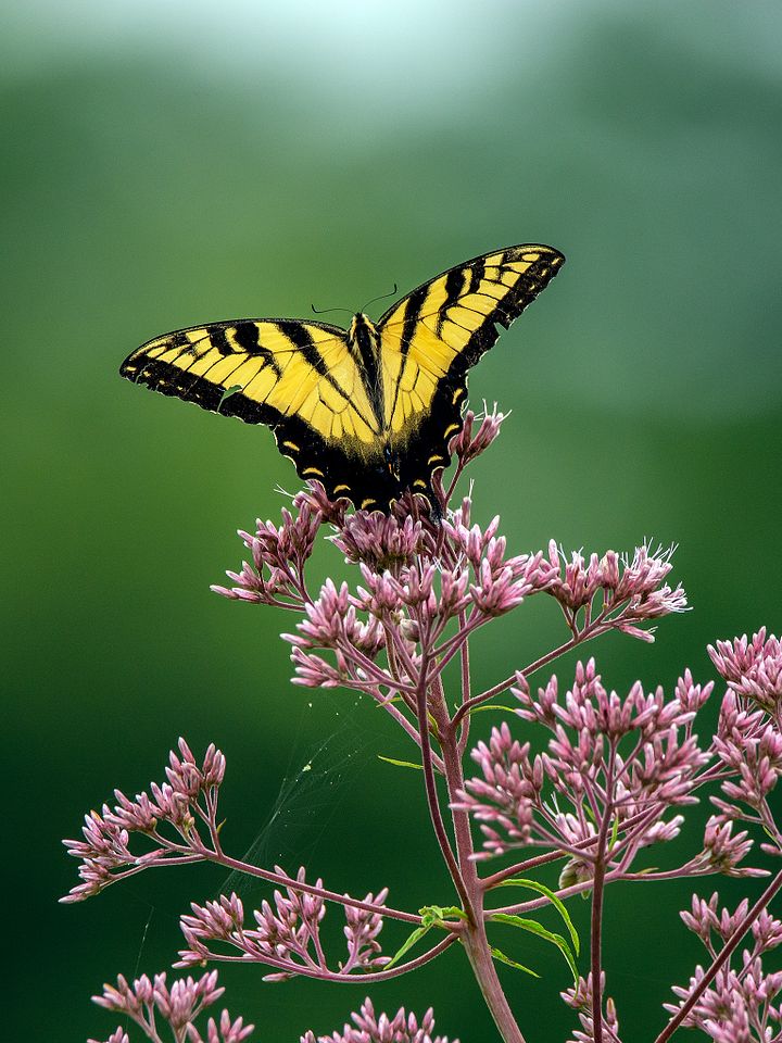 Spread Your Wings product image (1)