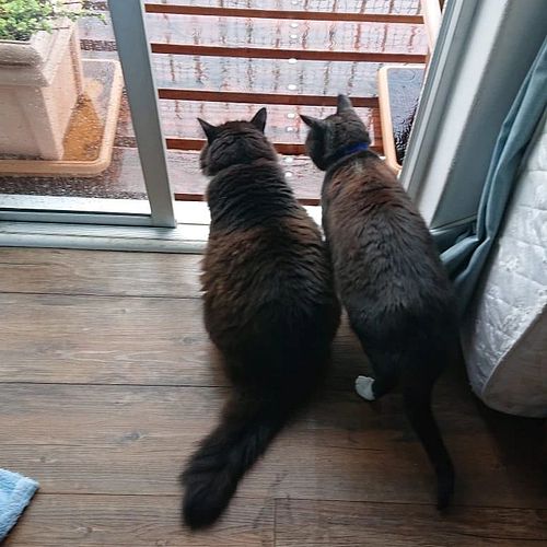 TW: Pet Death

This was taken just seconds before my absolute worst nightmare. DeeCee, aka Asshole Cat (the cat on the right)...
