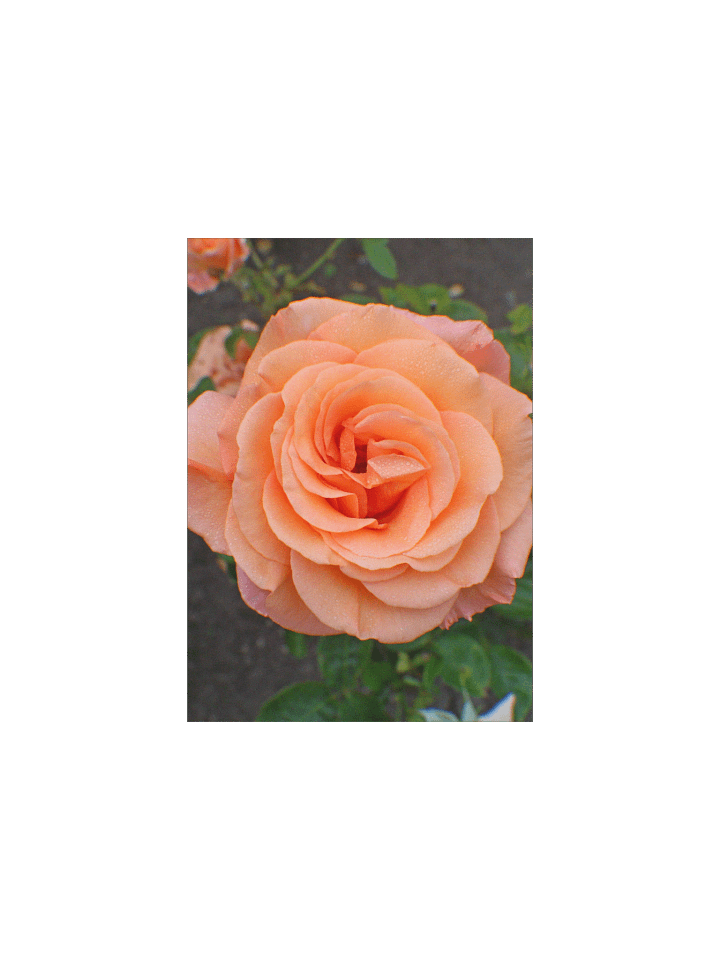 A Single Orange Flower product image (1)