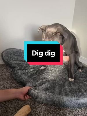 Dig dig 🤣 #dog #staffy #havanese #犬のいる暮らし  #ピットブル