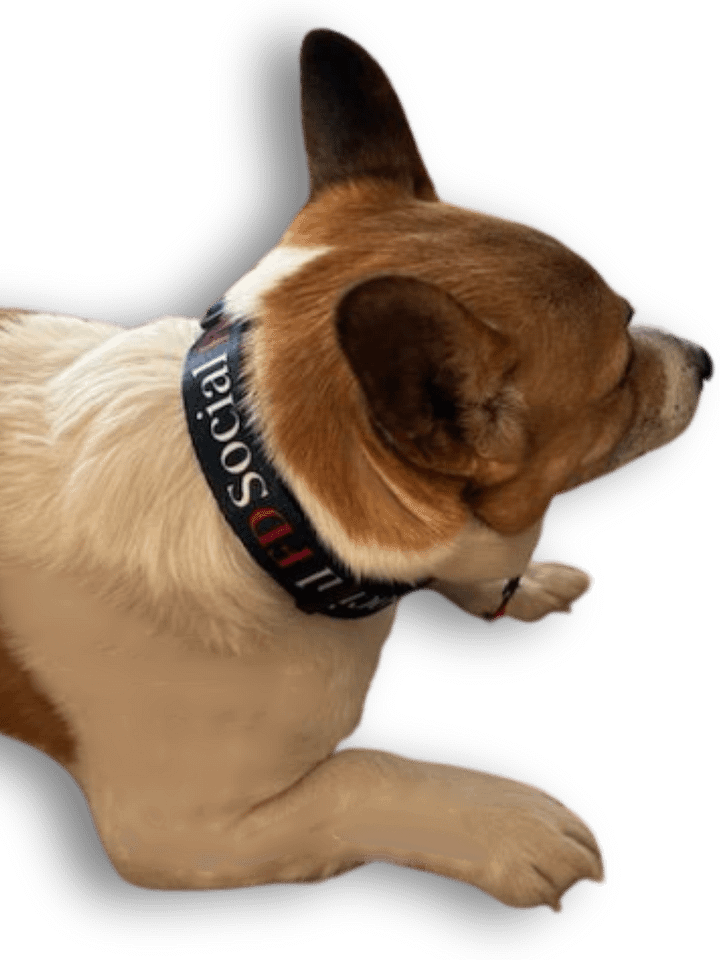 Social FD Pet Collar product image (1)
