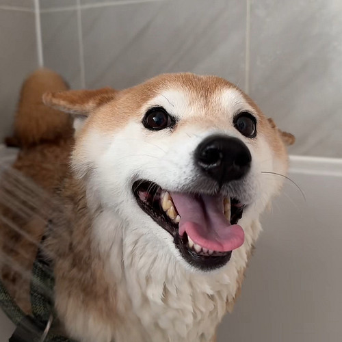scrubadubdub, one doge in a tub 🛁 

#doge #shiba #shibainu #anxiousdog #bathtime #cutenessoverload #wetdog #showertime