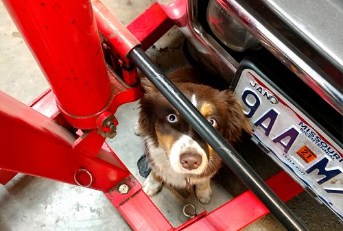 Always there to lend a hand! 🐾 It's #shopdogsunday again! 🐶 Who's helping you in the shop today?