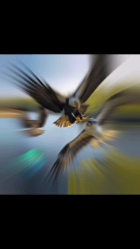 This morning’s walk featured a mid-air battle between an attacking bald eagle and two ospreys defending their nest. Here’s an...