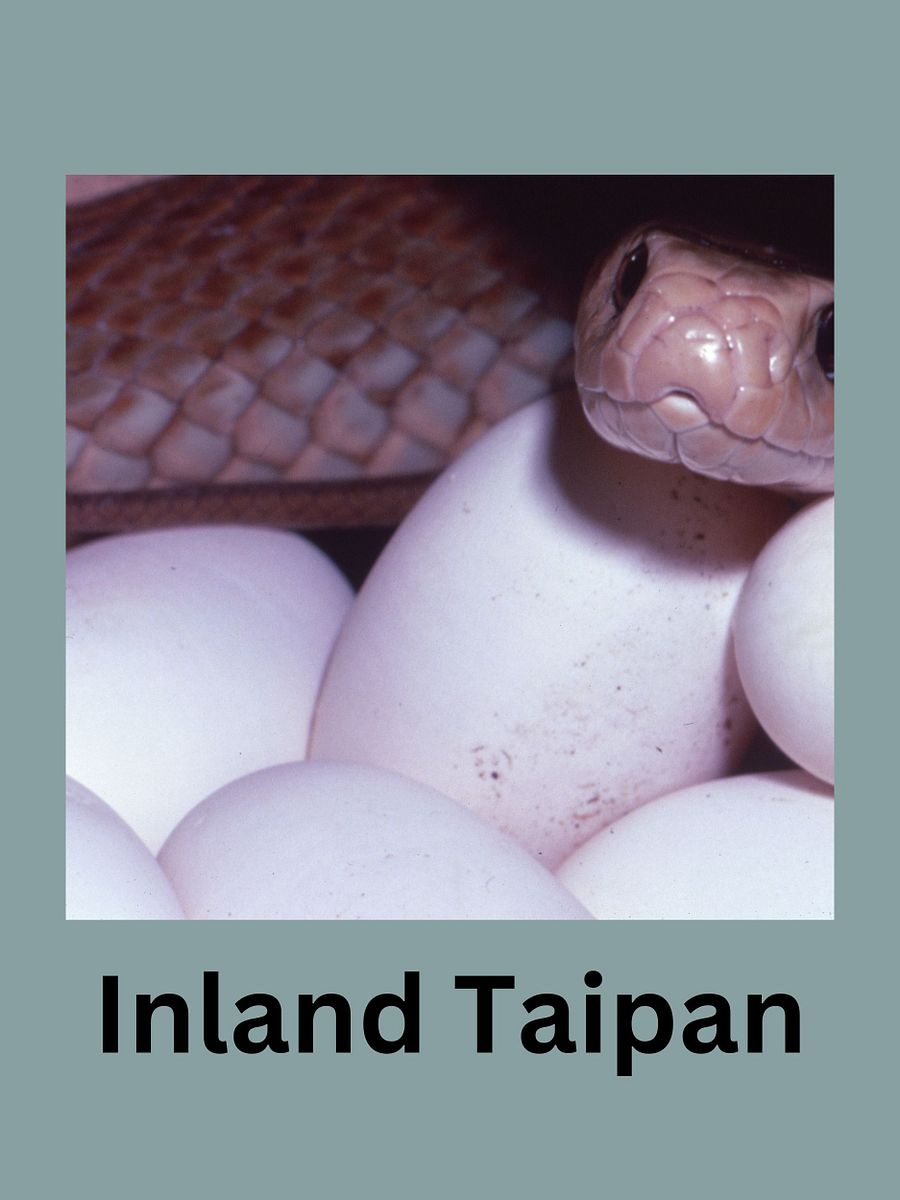 Top 20 of the most venomous Snakes Worldwide product image (8)