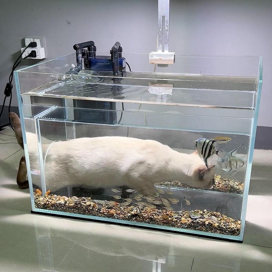 Internal Tunnel Cat Aquarium product image (3)