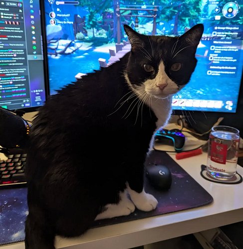 Cat owner gamer problems...