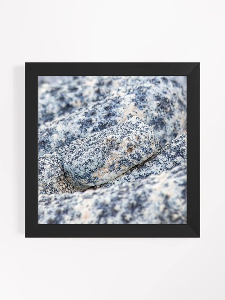 Print - Blue Speckled Rattlesnake product image (1)