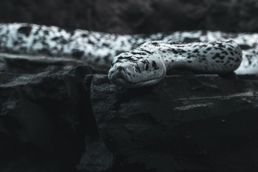 Cow Retic #3 product image (1)