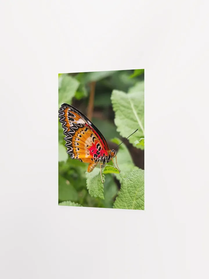 Lacewing Tropical Butterfly Poster 5x7" product image (2)