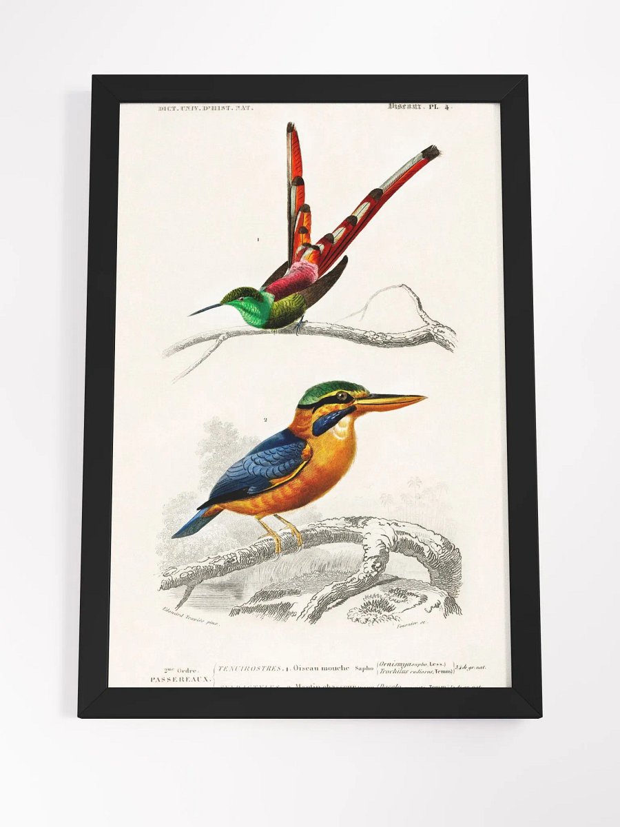 Different types of birds product image (8)