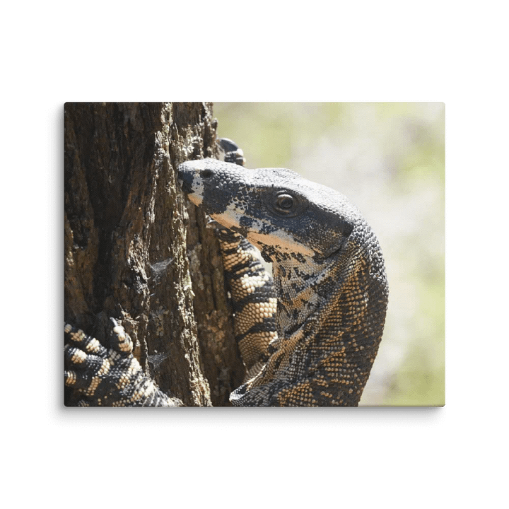 Goanna Canvas product image (2)