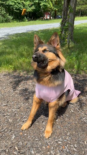 Pretty girl in pink 🎀 @sparkpawsofficial 
Follow the link in our bio to get 15% off at Spark Paws

#sparkpaws #dogs #dogsofin...