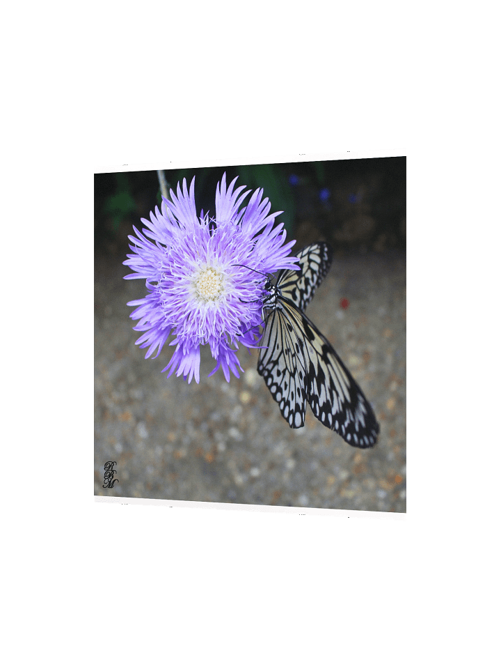 Yellow Butterfly on Purple Flower product image (6)