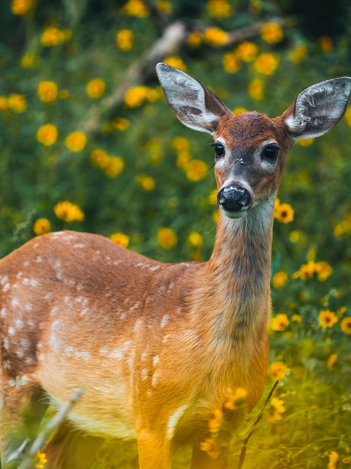 Flower Deer product image (1)