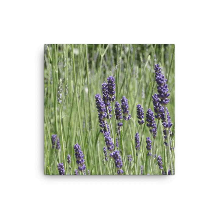 Field of Lavender product image (1)