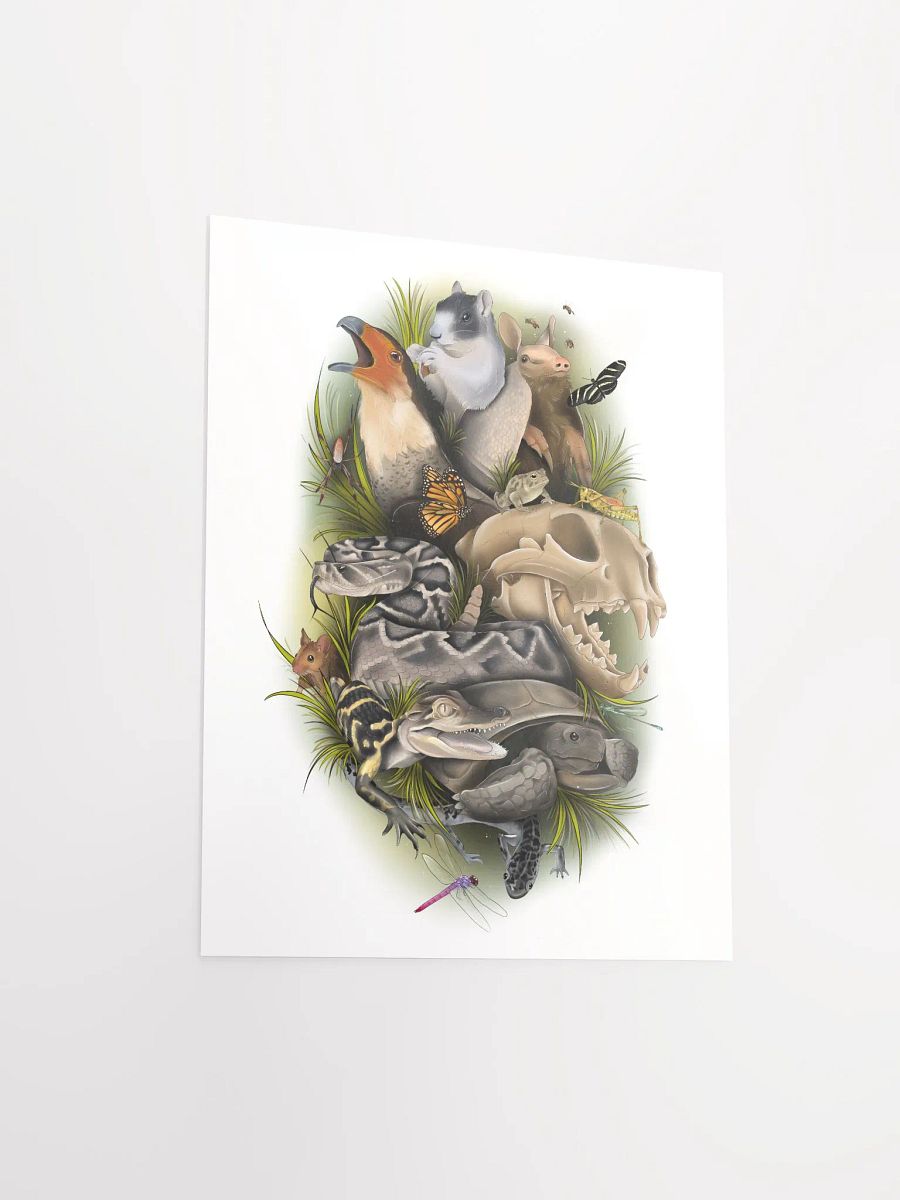 Wild Animals of Florida product image (8)