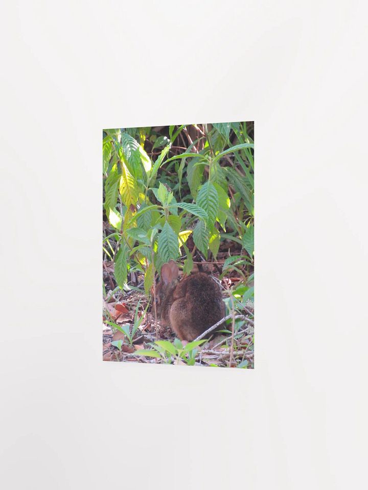 Marsh Rabbit product image (25)