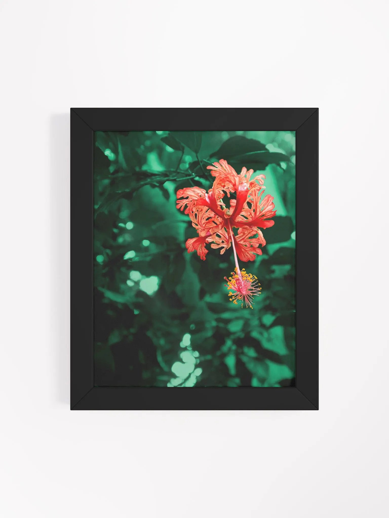 Hibiscus in the forest of Mata Atlântica - Framed art print product image (4)