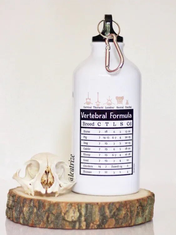 Canine Anatomy Sports Jug product image (4)