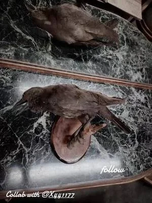 @X441177 #art #video #collab #love #bff 💚 Follow my guy, Tommy!!! We collaborate a ton!