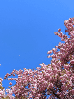 Cherry Blossom Arch Digital Wallpaper Set product image (1)