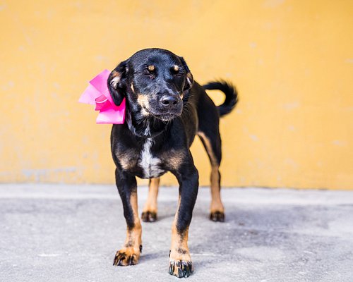 We went to photograph dogs that are looking for families to love. Isn’t this lovely girl adorable?