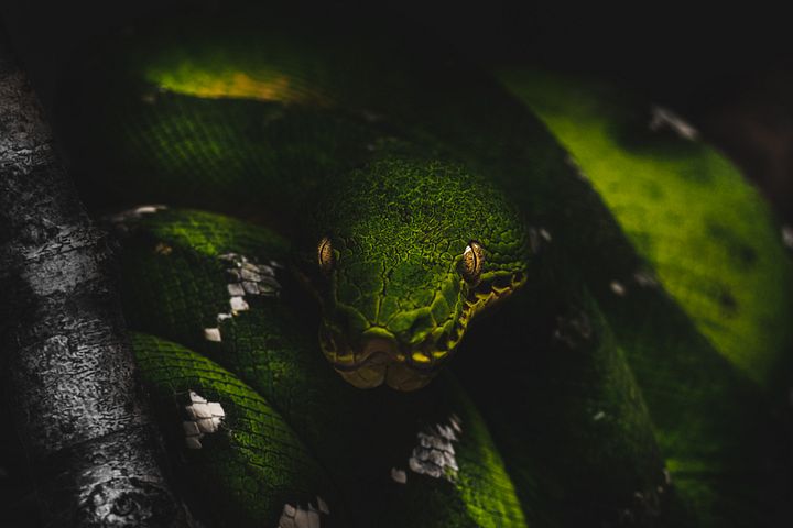 Emerald Tree Python #1 product image (1)