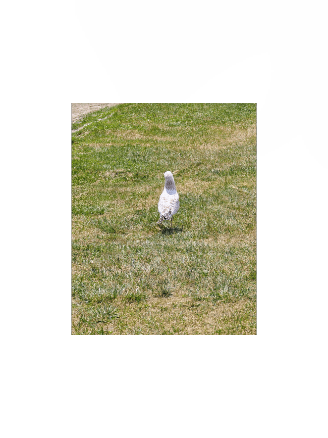 Seagull Takes A Stroll