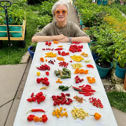 Here's our first sizeable hot pepper harvest of the season. I'm growing less than half as many plants as last year, but it's ...