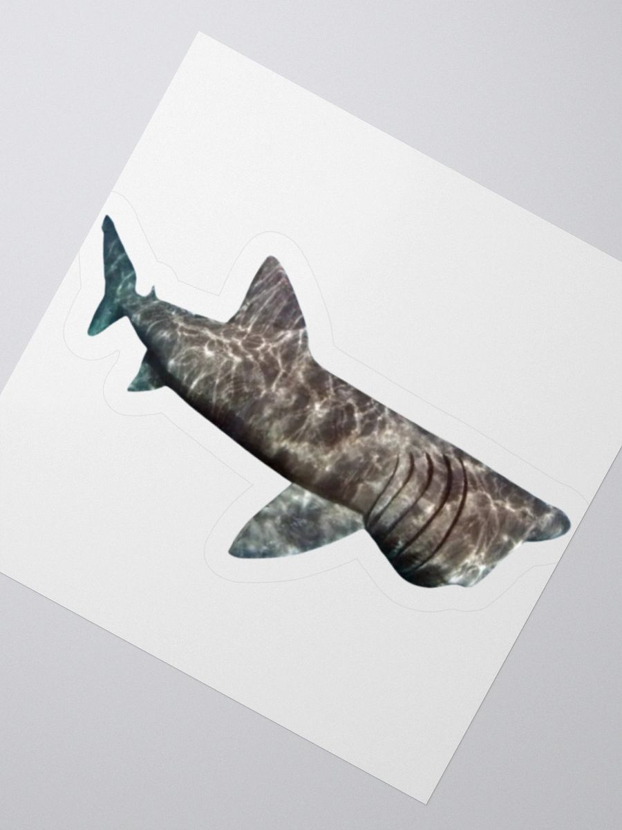 giant basking shark sticker product image (5)