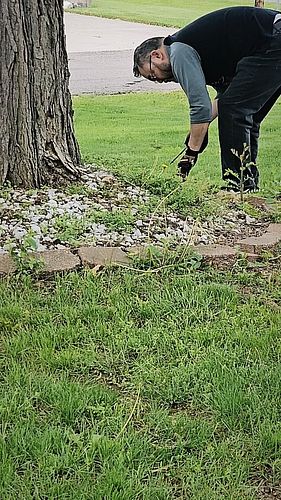 We love our big, old, beautiful trees! 🌳 
#treehugger #puremichigan #decidioustrees