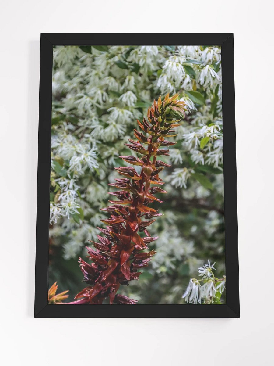 Print Fine Art – The Dance of Contrasts product image (7)