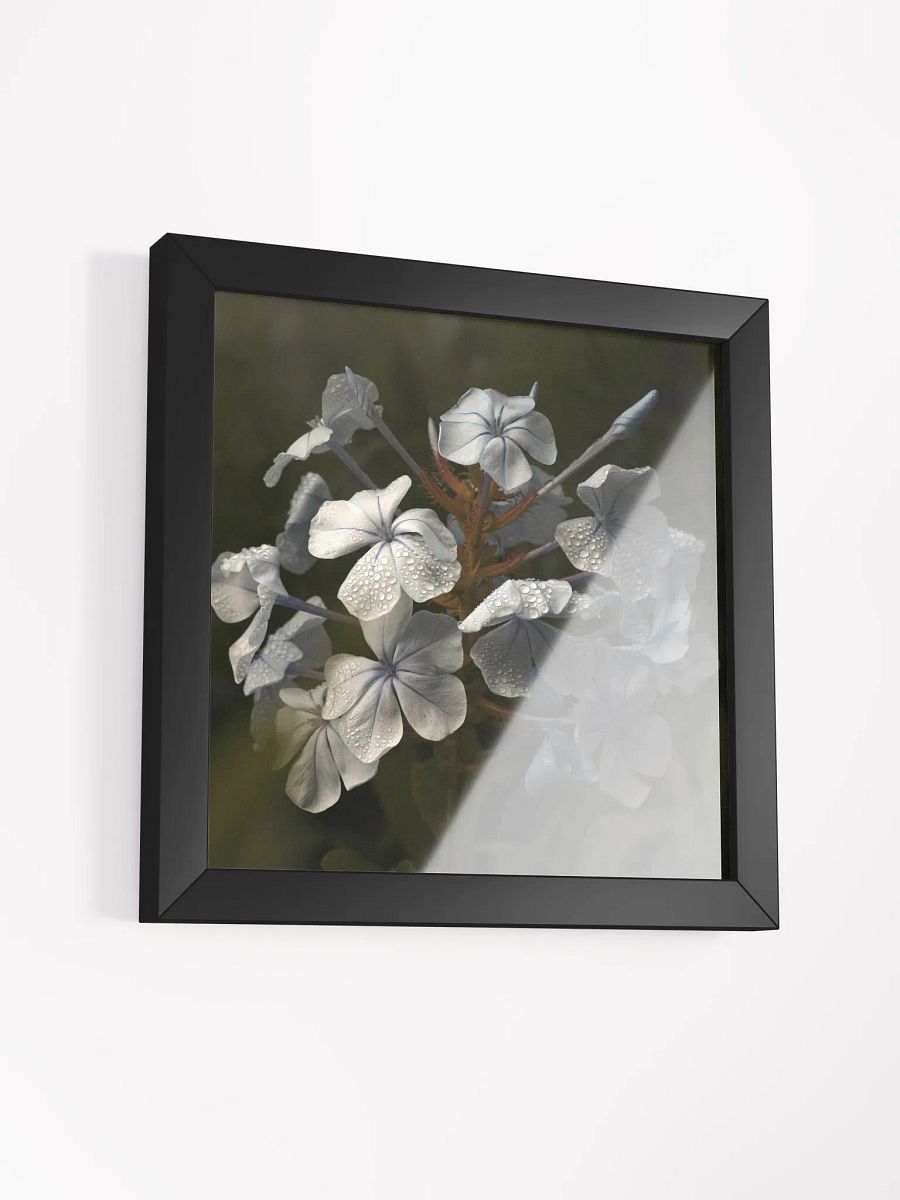 Plumbago product image (2)